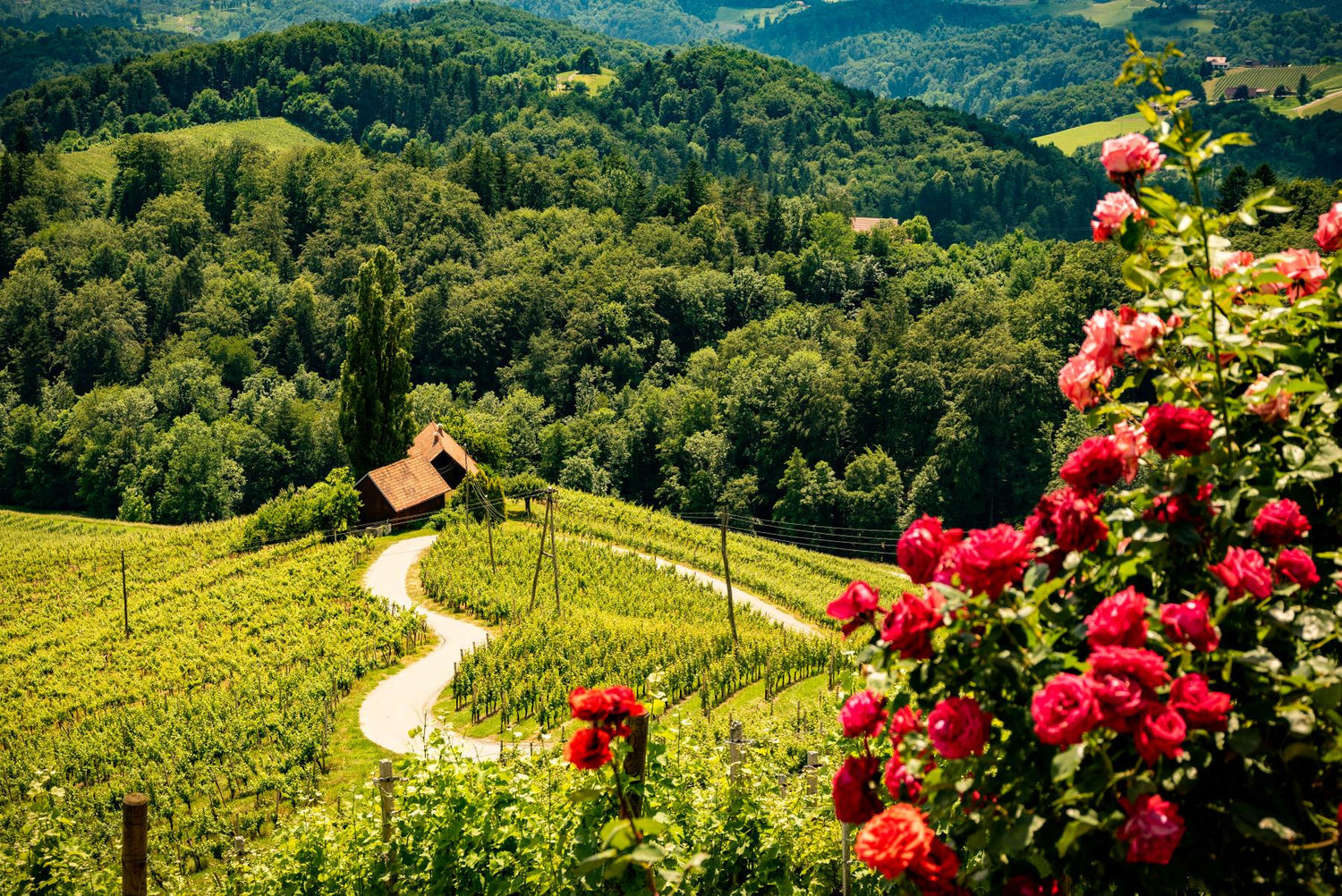 A lush scenery with forests, green fields, flowers and a winding road